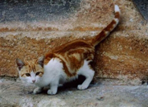 Cats Protection Lost And Found Cornwall Cats Protection Lost And Found Cornwall
