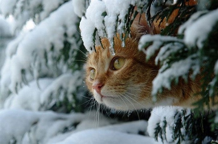 Photo of cat in the snow