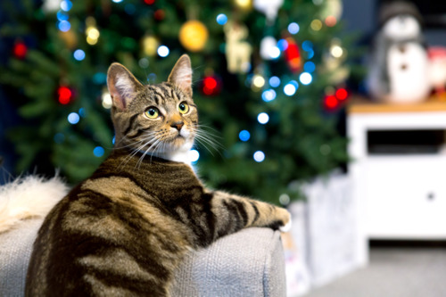 A brown tabby cat sitting on the arm of a sofa with a Christmas tree and colourful fairy lights in the background
