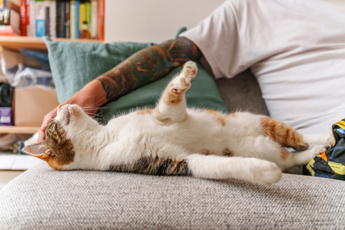 tabby-and-white cat lying on their side on a grey sofa with their belly showing.  A man sits next to them holding out a tattooed arm to stroke their head