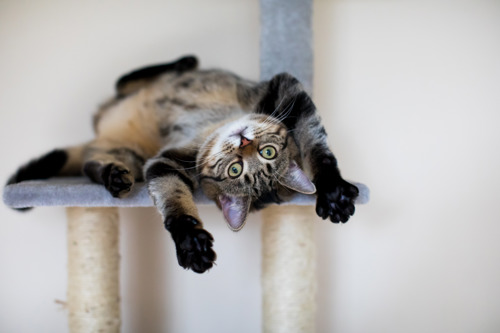 brown tabby cat lying on their back on a cat tree