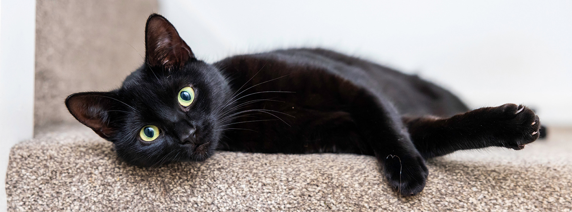 Managing cat behaviour