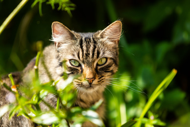 A tabby cat crouches low among green foliage, staring intently ahead with bright green eyes. Sunlight highlights its striped fur, alert ears and long white whiskers, capturing the cat in a natural stalking pose.