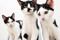 Cats Protection