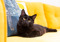 black cat lying on yellow sofa next to blue cushion