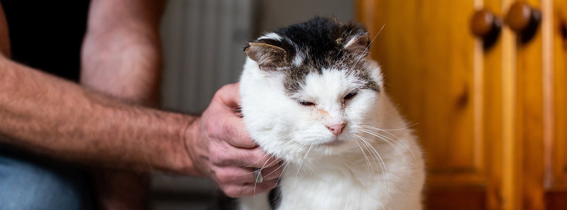 Lumps and bumps on cats