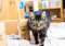 brown tabby cat walking next to a cardboard box with a blanket inside
