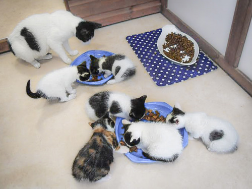 hungry kittens