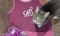 TCS London Marathon 2026
