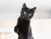 CATS Report Linkbox Wales