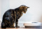 Brown tabby cat staring at cat food bowl