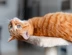 CATS Report Linkbox Scotland