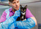Black-and-white kitten being held by a person wearing blue protective sleeves and gloves.