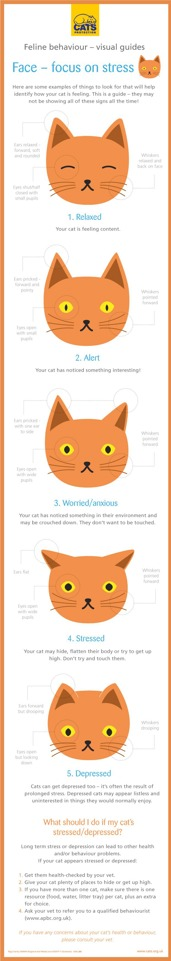 cat behaviour faces infographic