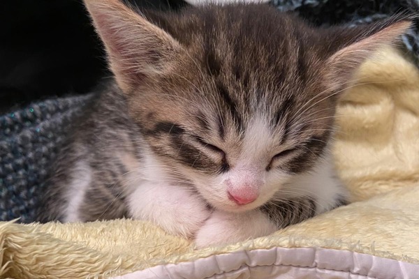 Franky is latest victim of growing trend in online kitten sales