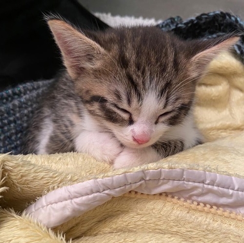 tabby-and-white kitten sleeping on yellow blanket