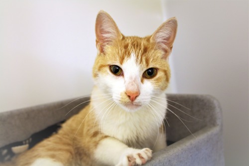 ginger-and-white cat sat in grey cat bed