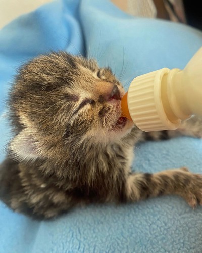 tiny newborn brown tabby kitten being bottle-fed on blue fleece blanket