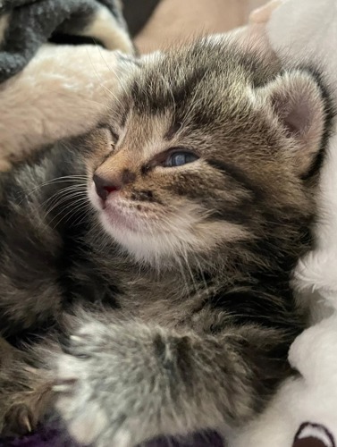 tiny brown tabby kitting lying on fleece blankets