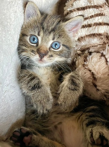 brown tabby kitten with blue eyes lying on back on fleece blankets with paws in the air