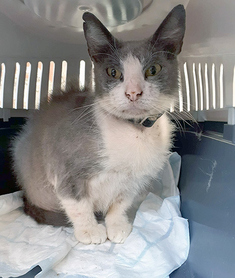 Rescued cat in a carrier