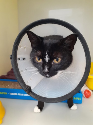 black-and-white cat wearing plastic cone collar