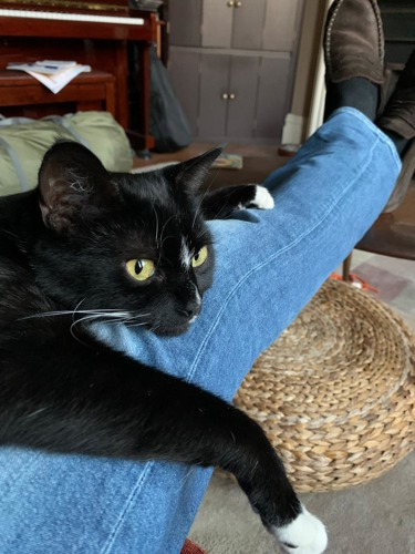 black-and-white cat draped over someone's leg