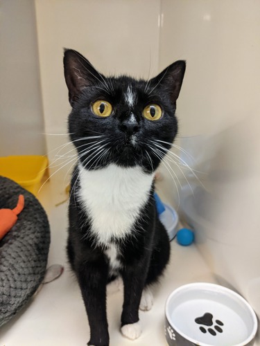 black-and-white cat sat inside cat pen