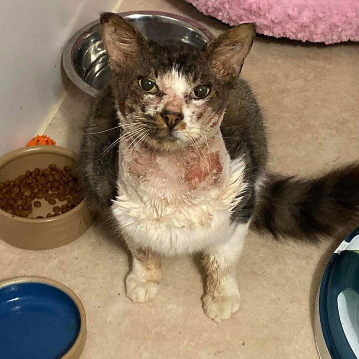 Stray cat injured by chemical burn