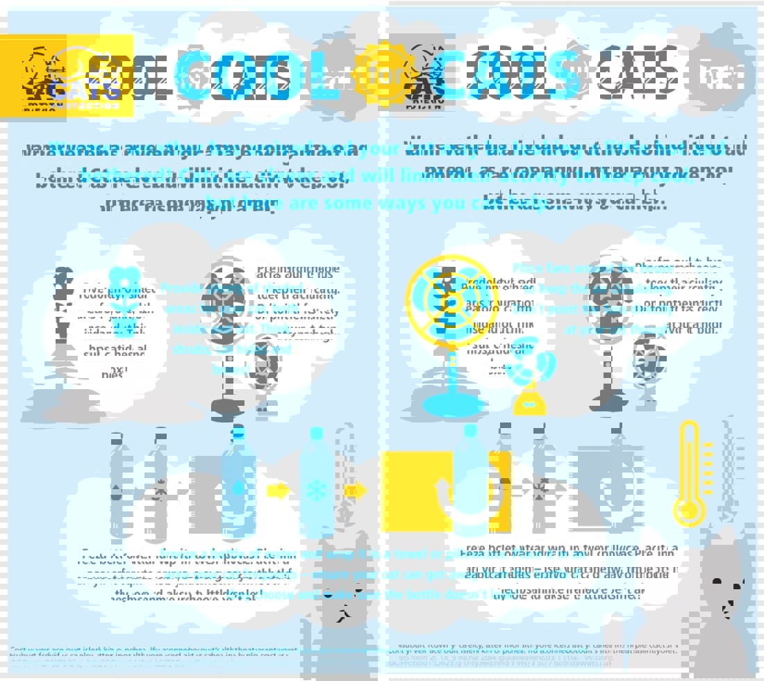 Outdoor cats What you should know Cats Protection