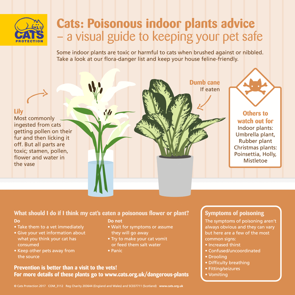 poisonous indoor plants visual guide