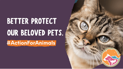better protect our beloved pets visual #actionforanimals
