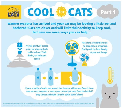 Cool for cats vet advice for summer