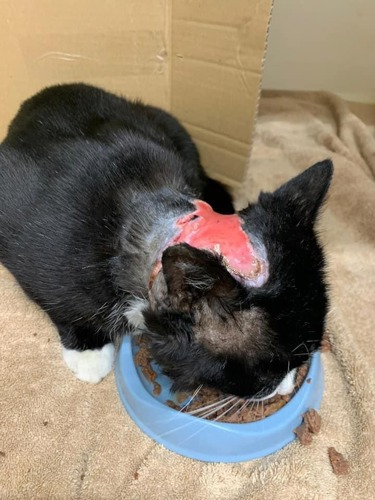 black-and-white cat with red, open wound on its head eating from blue cat food bowl