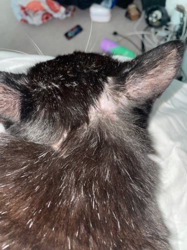 the back of a black-and-white cat's head showing healed wound