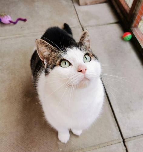 tabby-and-white cat looking up at the camera