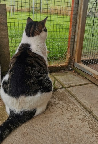 the back of an overweight tabby-and-white cat staring out of a cat pen