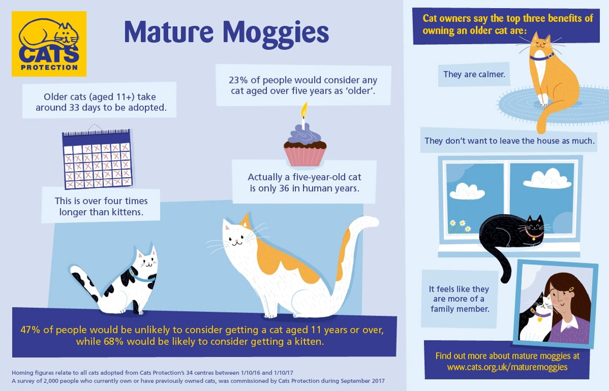 Guide to the benefits of adopting older cats