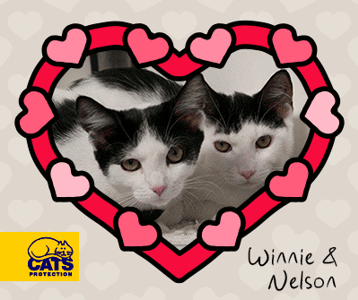 Winnie and Nelson lonely hearts adoption heart frame