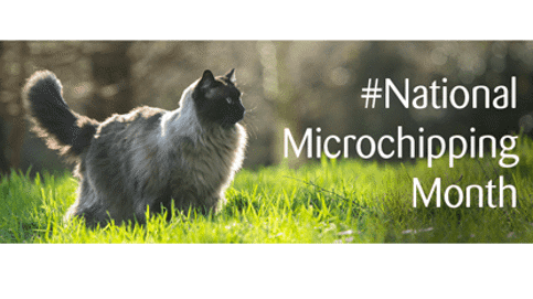 National Microchipping Month banner for Cats Protection