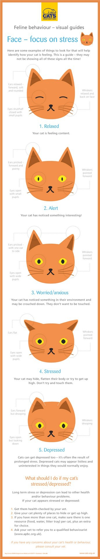 Visual guide to cat faces when stressed graphic