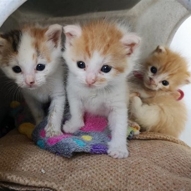 Three abandoned kittens on a sofa