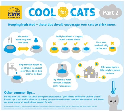 Infographic on keeping cats hydrated in summer