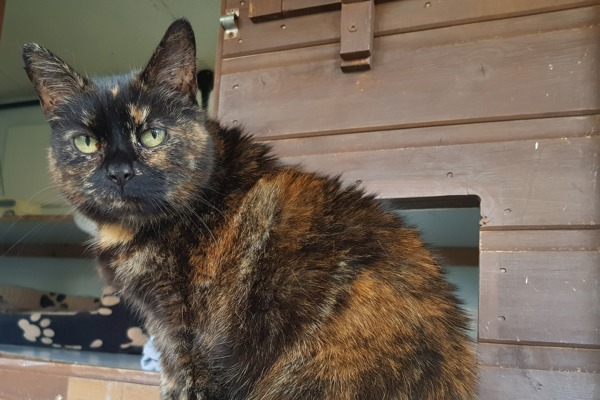Poppy needs a new home after nearly a year in care