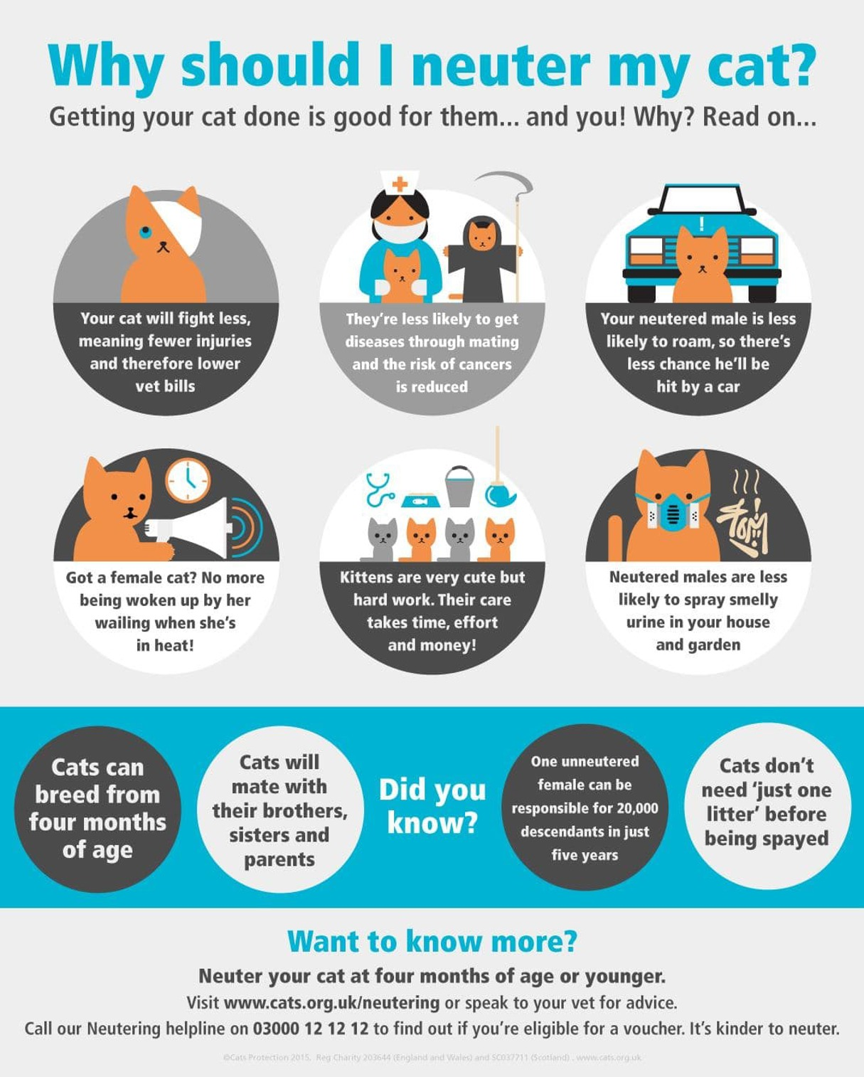 Neutering advice graphic for cats