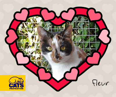Fleur cat in heart frame from Cats Protection Shepton Mallet