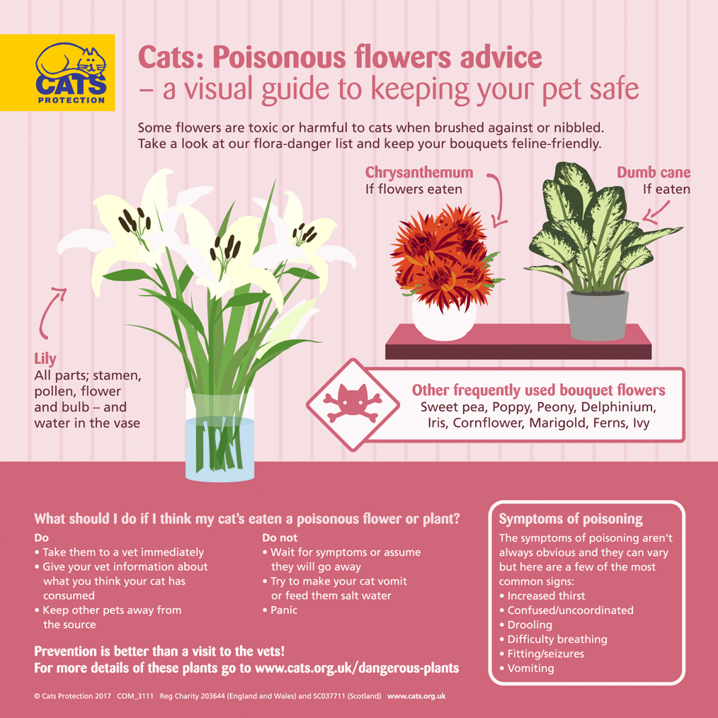 Cats: poisonous flowers advice for bouquets mothers day
