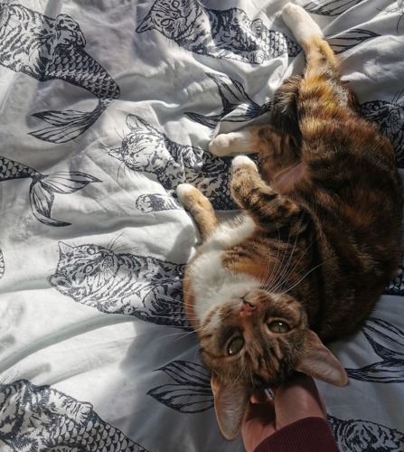 tabby-and-white cat having head scratched while lying on duvet cover with cat-mermaid pattern