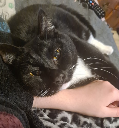 black-and-white cat with amber eyes lying on human arm