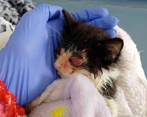 black-and-white kitten with sore eyes and matted fur held in a blue gloved hand